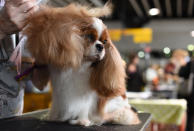 <p>A cavalier King Charles spaniel is groomed in the benching area on Day One of competition at the Westminster Kennel Club 142nd Annual Dog Show in New York on Feb. 12, 2018. (Photo: Timothy A. Clary/AFP/Getty Images) </p>