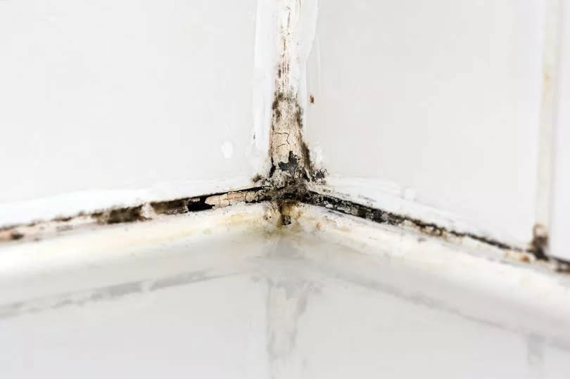 Mold fungus and rust growing in tile joints in damp poorly ventilated bathroom with high humidity, wtness, moisture and dampness problem in bath areas and shower.