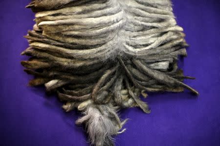 A Bergamasco, one of the seven new breeds being judged at the 2016 Westminster Kennel Club Dog Show sits before judging in the Manhattan borough of New York City, February 15, 2016. REUTERS/Mike Segar