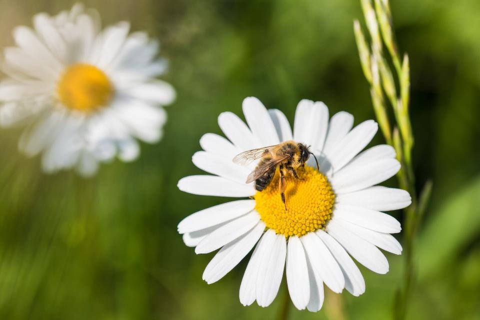 Beautiful honeybee close-up when pollinating the sunlit ox-eye daisy