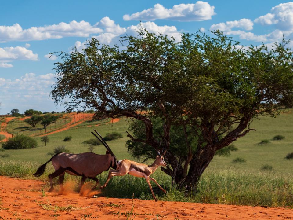 Animals running in front of a tree in the savanna in the Namib Desert.