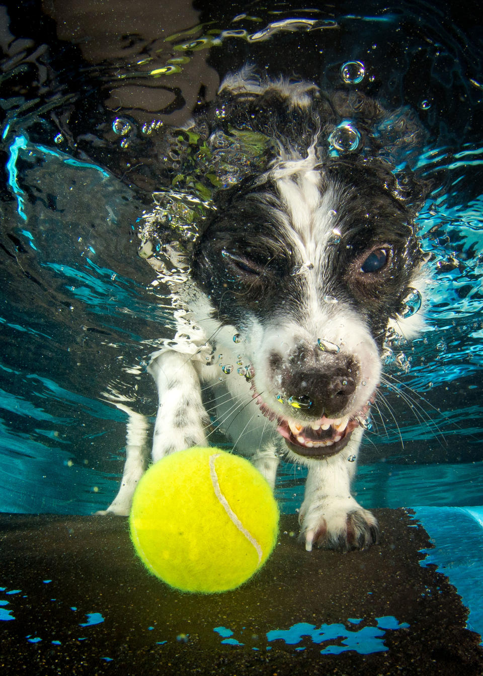 <p>A Jack Russell-Japanese spitz cross with a floating tennis ball. (Photo: Jonny Simpson-Lee/Caters News) </p>