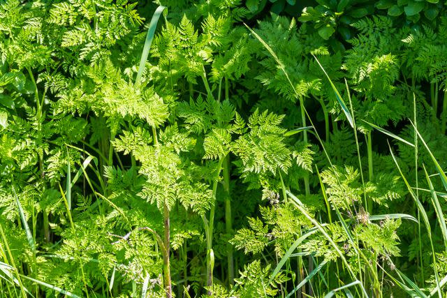 <p>Alexander Zam / Getty Images</p> Poison hemlock foliage