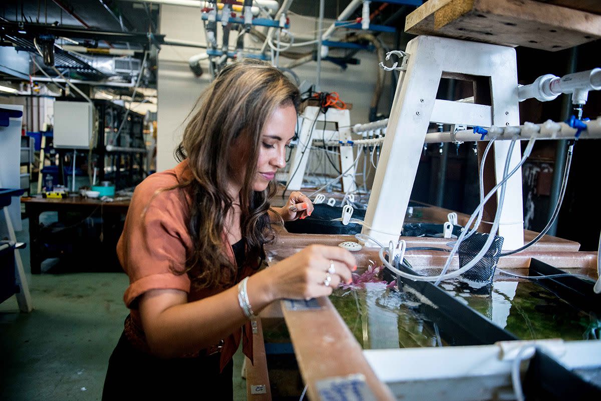 Alexandra Schnell in the Cephalopod Mariculture Facility at the Marine Biological Laboratory.