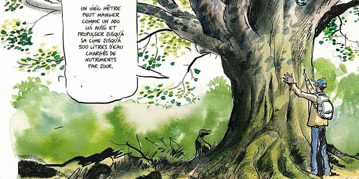« La Vie secrète des arbres », le best-seller de Peter Wohlleben, est devenue une bande dessinée. - Credit: