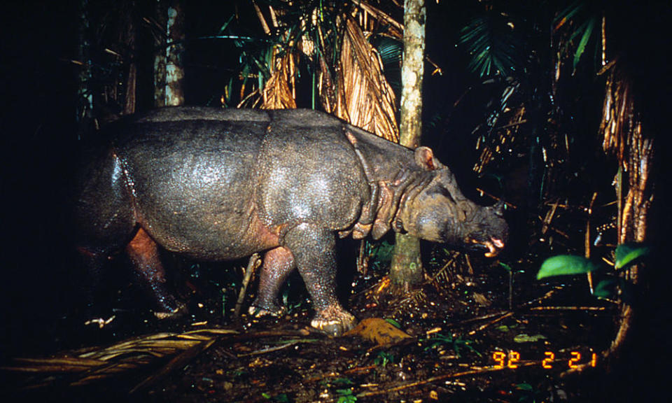 Javan rhino