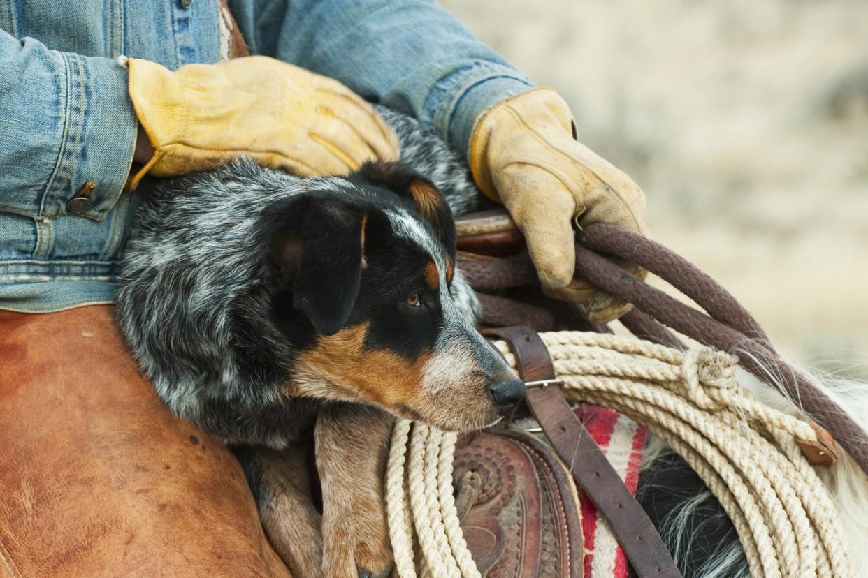 cowboy and dog on a horse