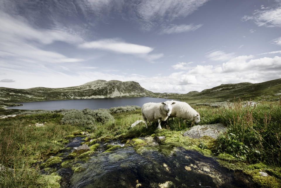 Sheep grazing by&nbsp;Lake Heddersvatn