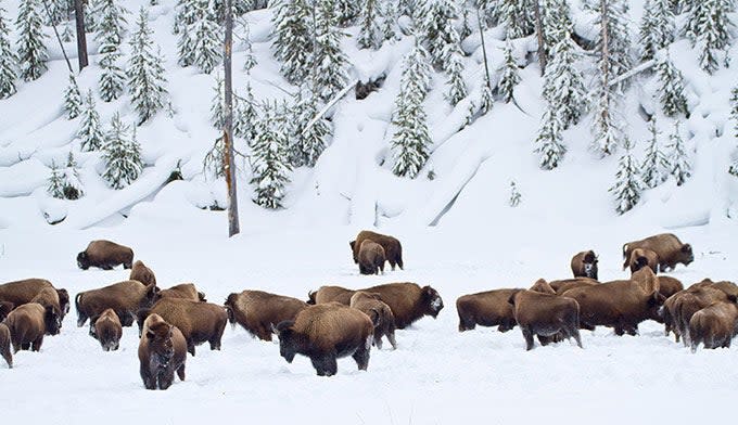 Yellowstone buffalo (bison) in the snow. Photo by Jeff Vanuga