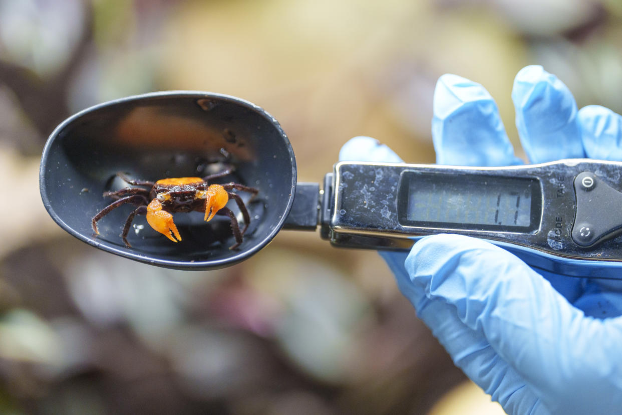 A Vampire Crab is weighed in a measuring spoon