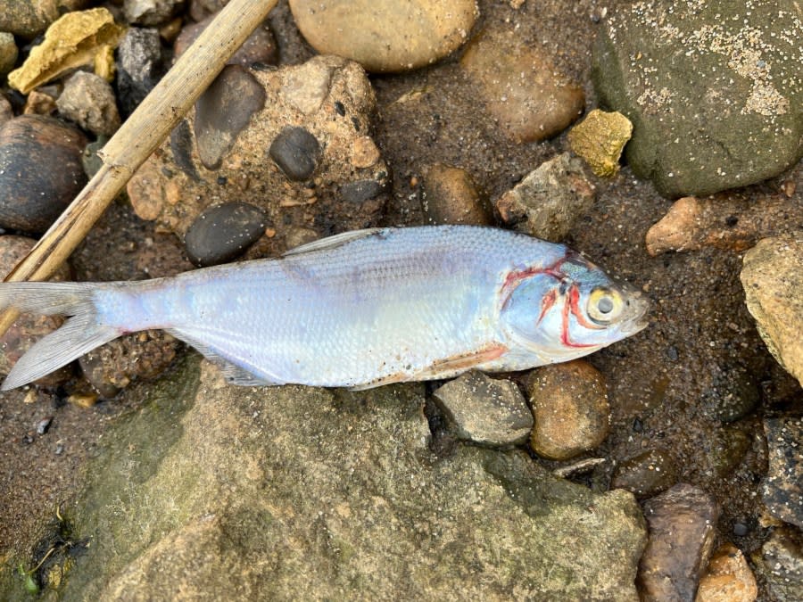Dead fish from Lake Macatawa in Holland County, Michigan. The confirmed cause of this fish die-off is viral hemorrhagic septicemia.