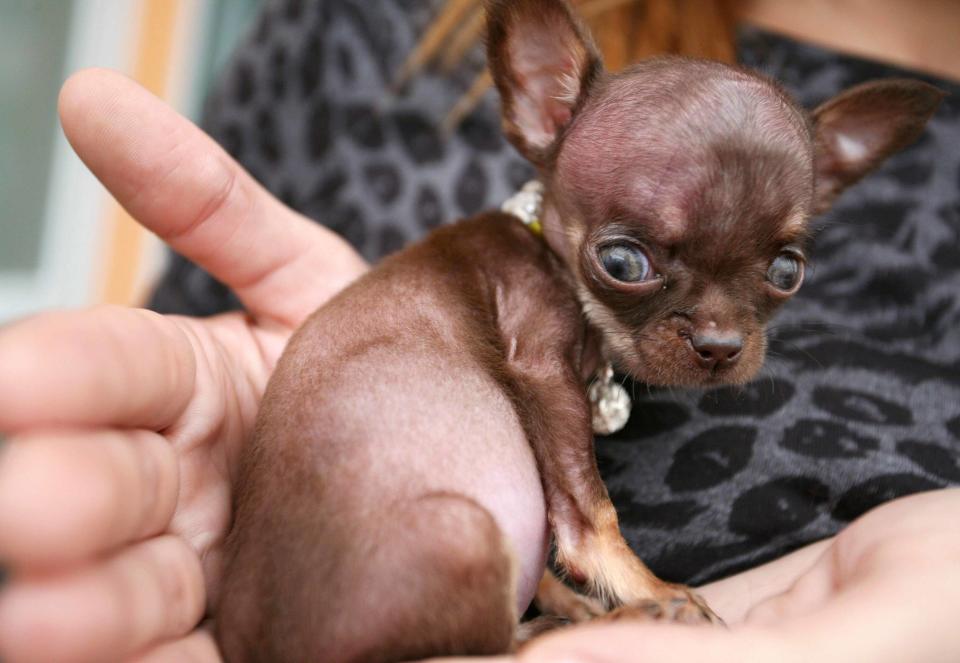 The miniscule canine can fit in the palm of a hand.