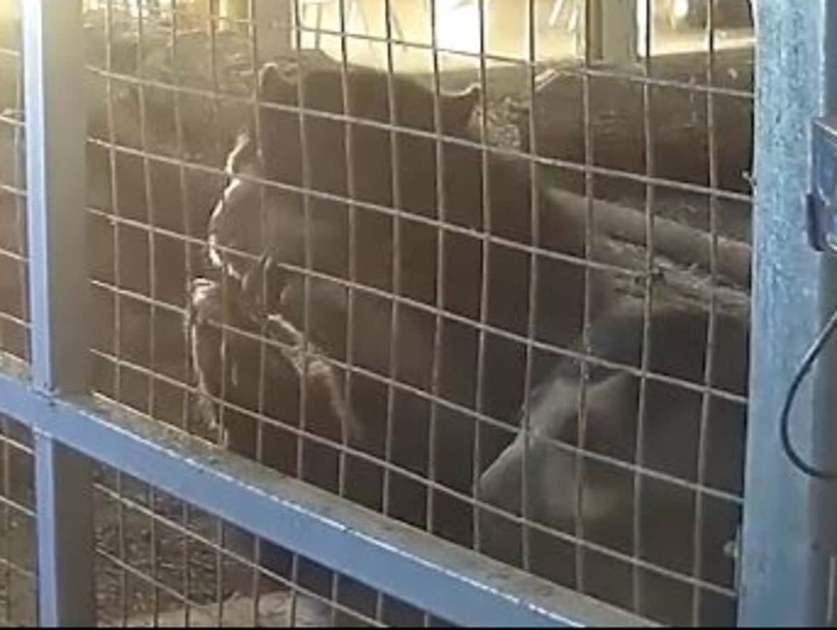 A worker said it was too difficult to get Andean bears out of their enclosure to clean it (Freedom for Animals)