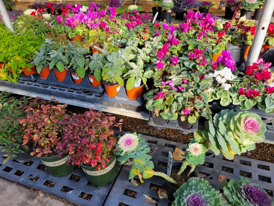 A selection of plants wait in a greenhouse at Little Red Nursery, 4006 34th St., as seen on Monday, Jan. 9, 2023.