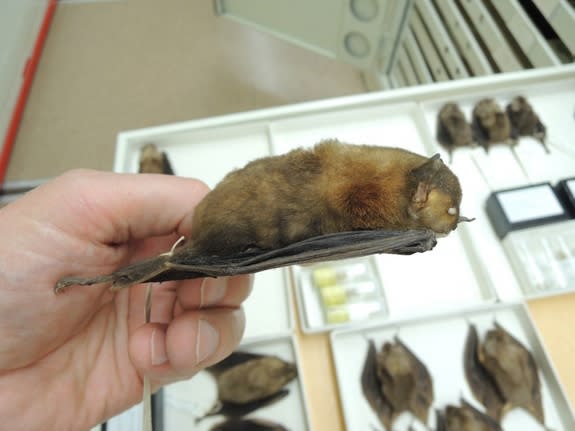 Yellow-shouldered bats get their nickname from the shoulder glands found on reproductively active males, which have a yellowish tint and a sweet smell.