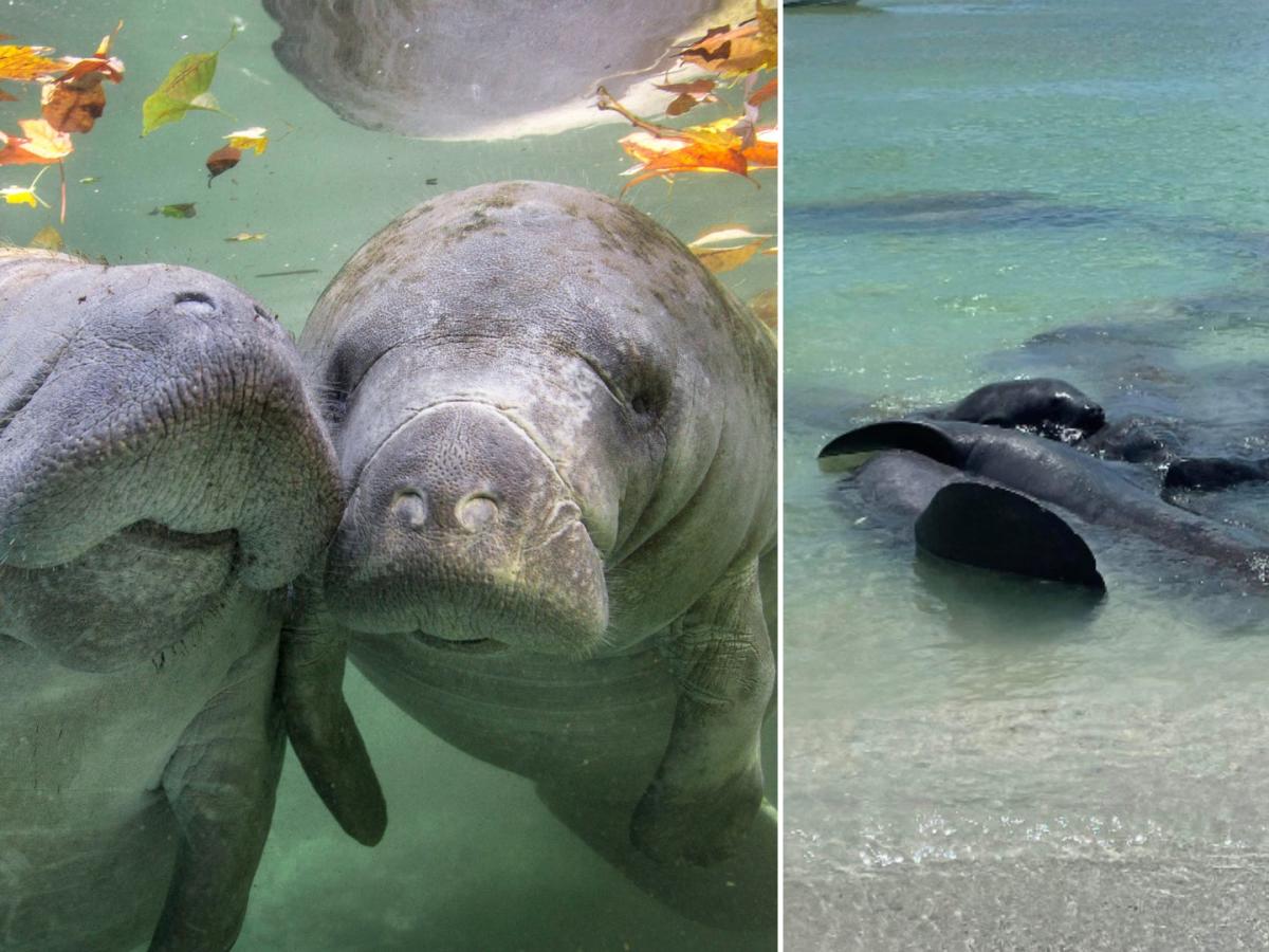 Florida Officials Are Advising People Not To Touch Manatees During Sex And To Remotely Watch 6630