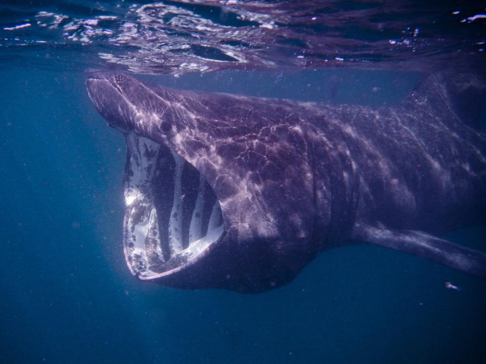 Conservationists in Ireland are calling for laws to protect endangered basking sharks (Getty)