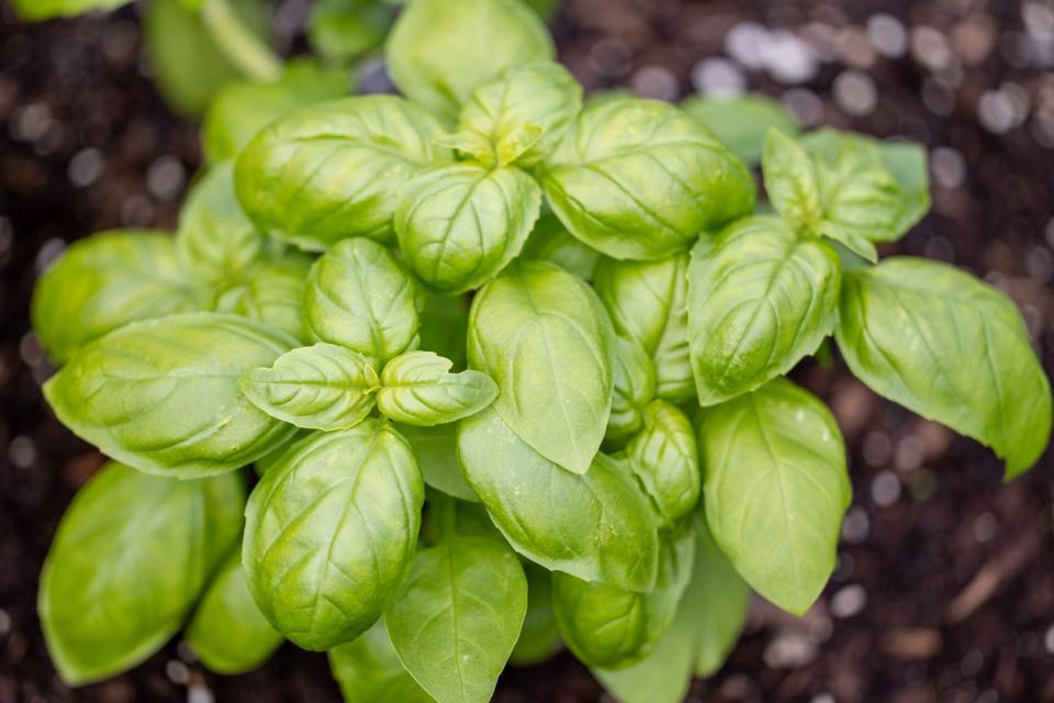 Basil plant growing in the ground. 