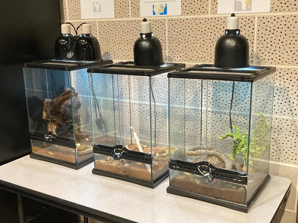 These enclosures of creatures from McKinley museum's Discover World were brought to the museum's Keller Gallery to help show the homes of bugs in the Smithsonian traveling exhibit "Habitat."