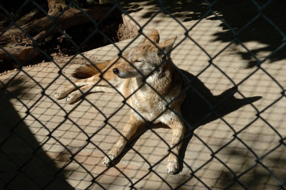 This undated photo provided by Austin Parks and Recreation shows a coyote at the Austin Nature and Science Center. The center rescues animals that have been injured and could not survive in the wild. The center is one of a number of free places to visit in Austin. (AP Photo/Austin Parks and Recreation, Victor Ovalle)