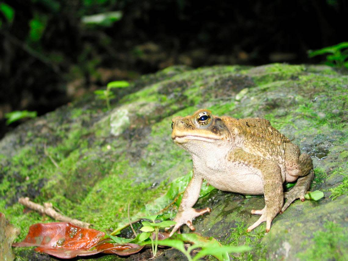 Una Rhinella bella, o hermoso sapo de caña, sobre una roca.