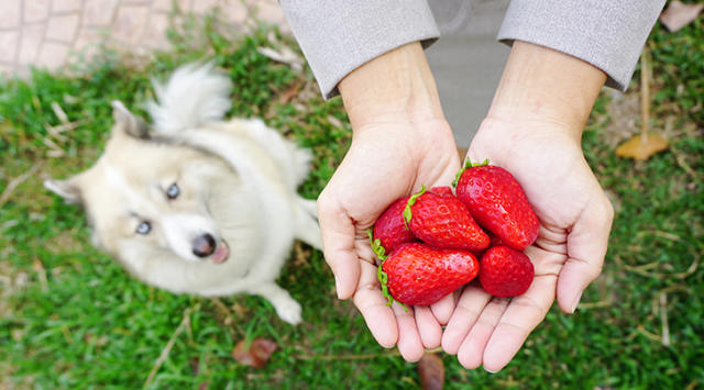 can dogs ear strawberry