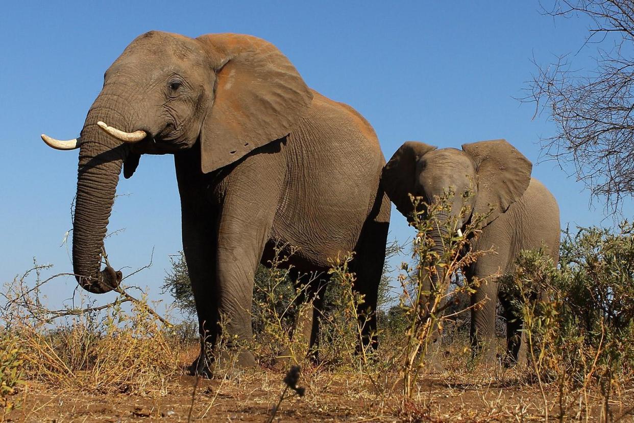 Hunting trip: A game hunter was trampled to death by an elephant in Namibia: Cameron Spencer/Getty Images