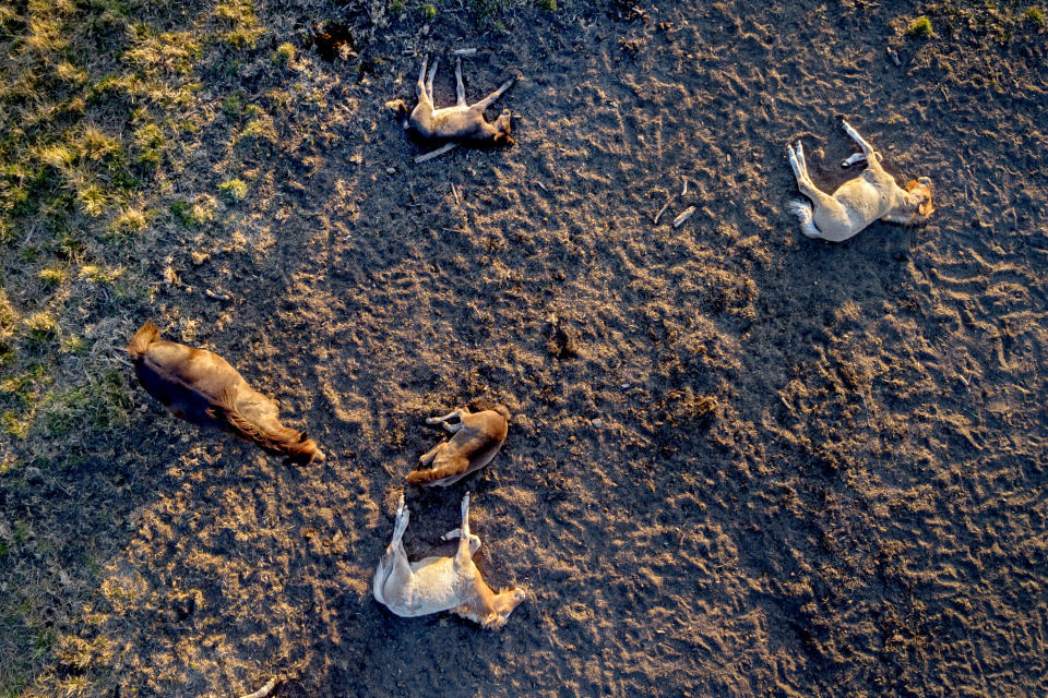 Icelandic foals rest in their paddock with almost no fresh grass left at a stud farm in Wehrheim near Frankfurt, Germany, Saturday, July 15, 2023. Germany expects another warm weekend. (AP Photo/Michael Probst)