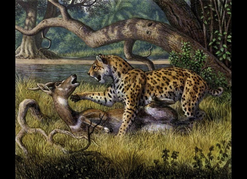 Megantereon, an early saber-toothed cat, may have eaten young rhinos, elephants, and horses. The felines probably bit their prey on the neck to kill them, and then let them bleed to death, like the bushbuck pictured here.    Kromdraai A, Early Pleistocene of South Africa.     Colored pencils, from Evolving Eden (Columbia University Press)