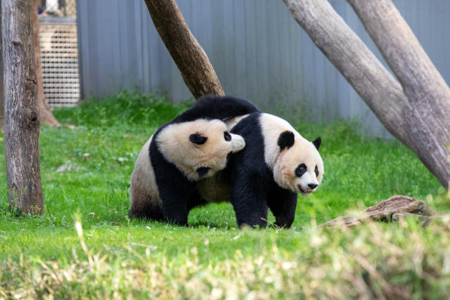 Bei Bei, the Giant Panda, will be taken from Washington DC via FedEx