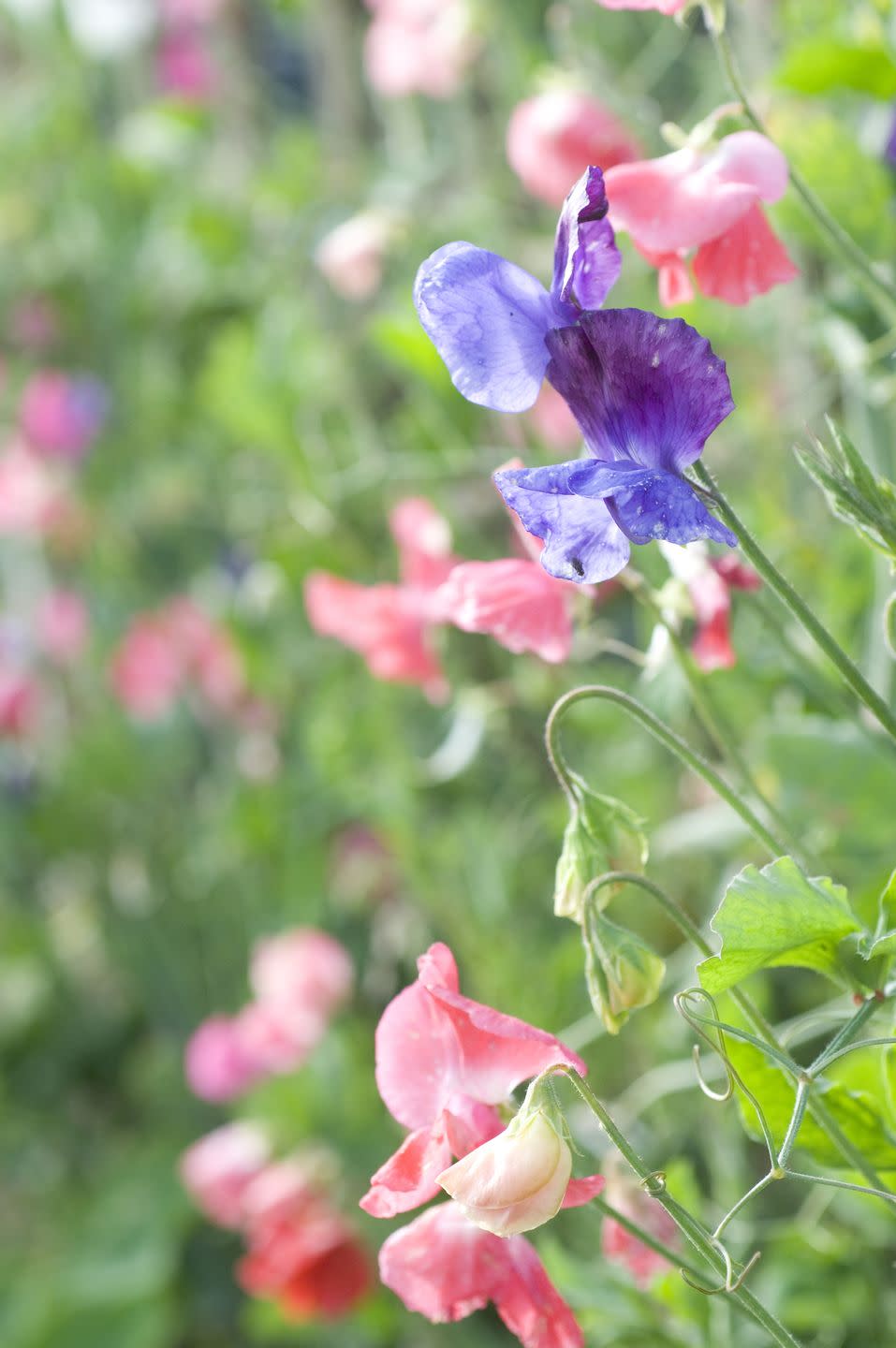 1) Sweet peas