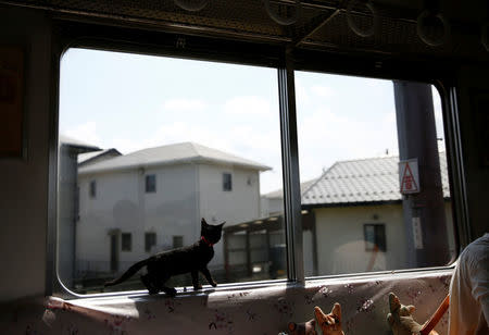 A cat walks near a window in a train cat cafe, held on a local train to bring awareness to the culling of stray cats, in Ogaki, Gifu Prefecture, Japan September 10, 2017. REUTERS/Kim Kyung-Hoon
