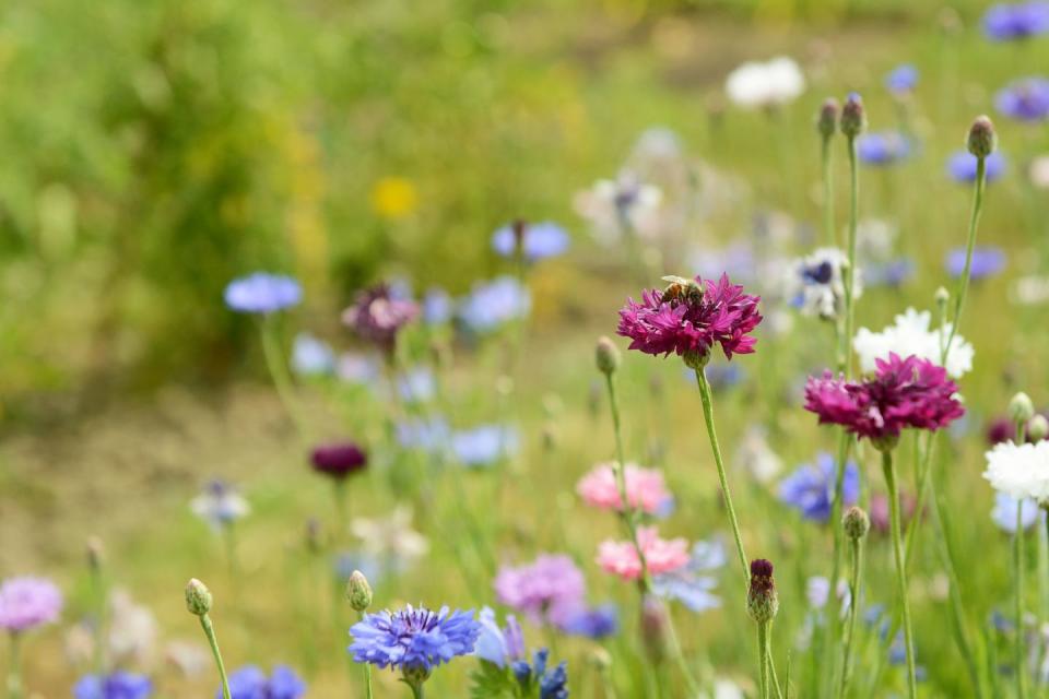 wildflower meadow