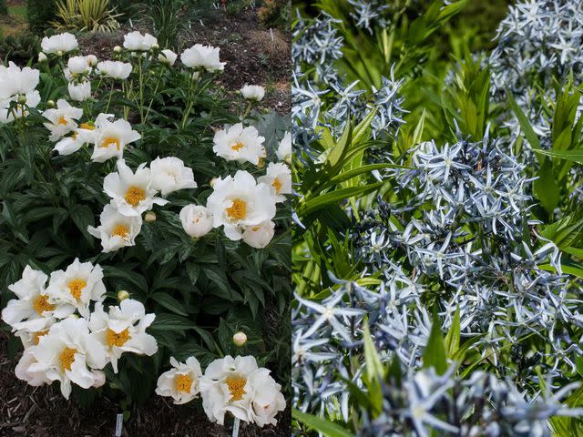 <p><a href="https://www.plantdelights.com/products/paeonia-krinkled-white-peony" data-component="link" data-source="inlineLink" data-type="externalLink" data-ordinal="1">Plant Delights Nursery</a> (left); Kristine Radkovska/Getty Images (right)</p>