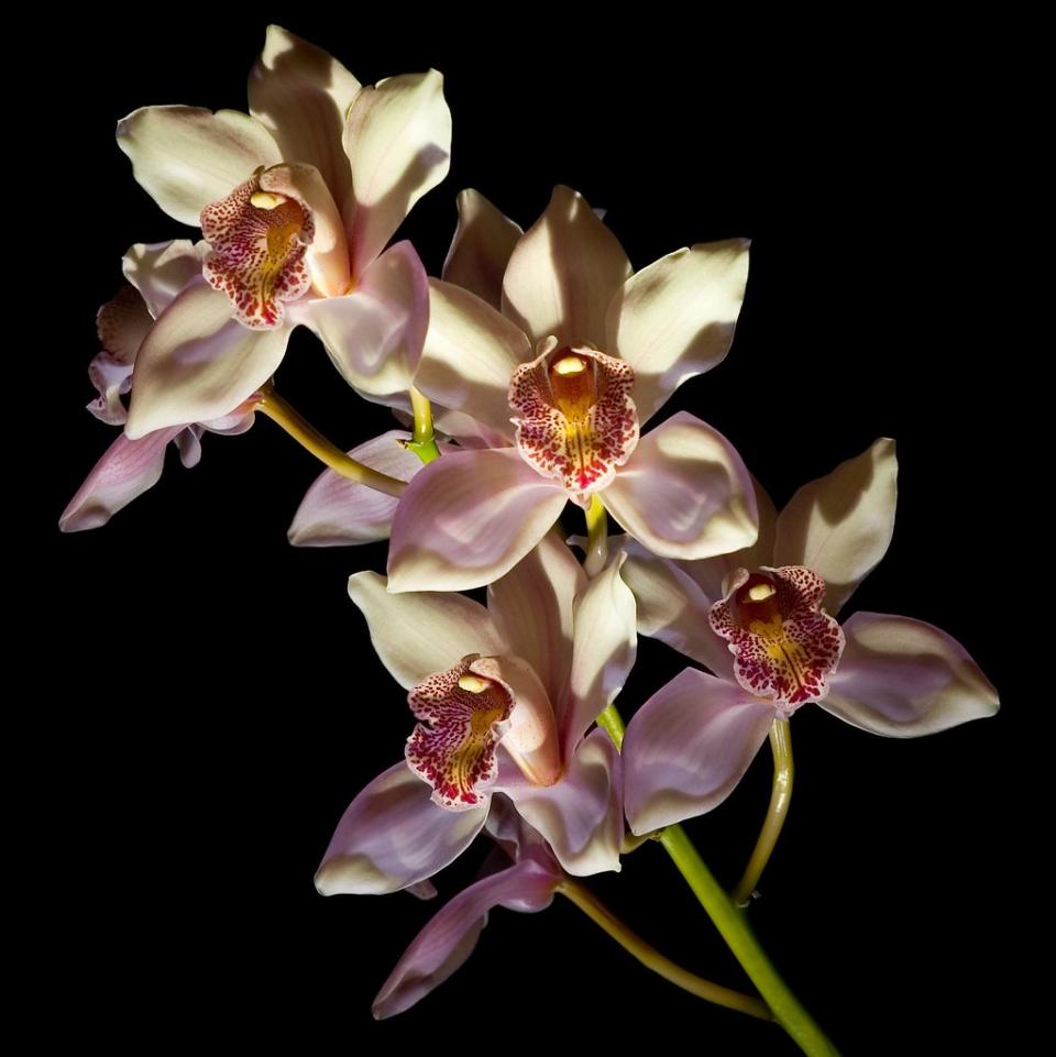 Cymbidium