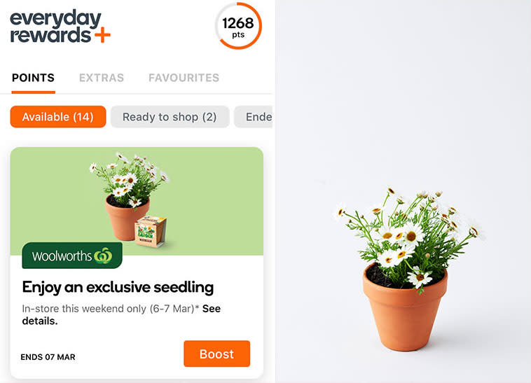 Woolworths Everyday Rewards members will be able to claim on Shasta Daisy seedling this weekend. Source: Supplied/Woolworths