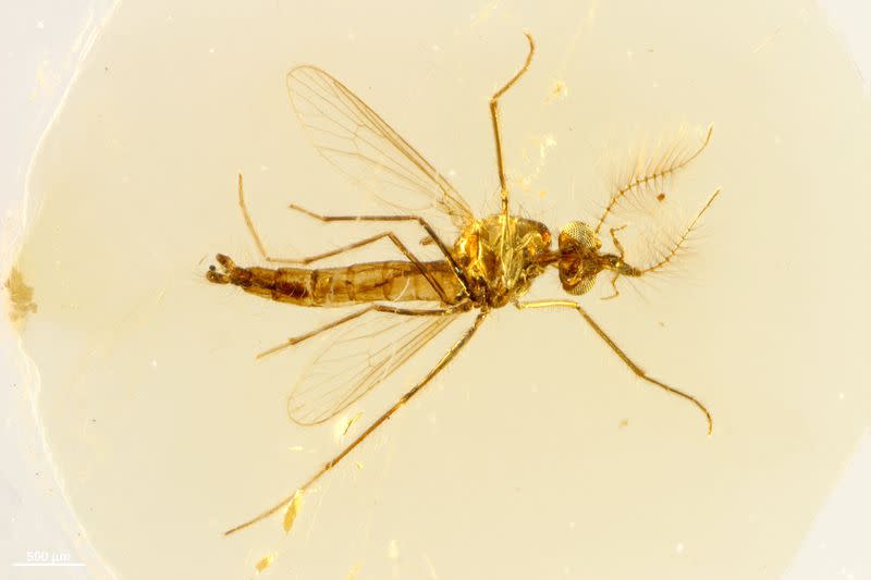 A view from above of the body of a fossilized male mosquito trapped in amber found in central Lebanon dating to about 130 million years ago