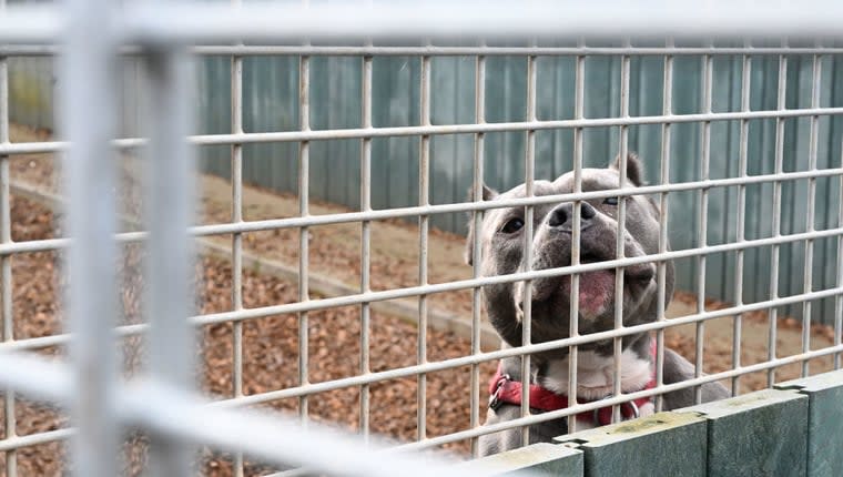 UK in ‘Animal Welfare Crisis’ Says Dogs Trust