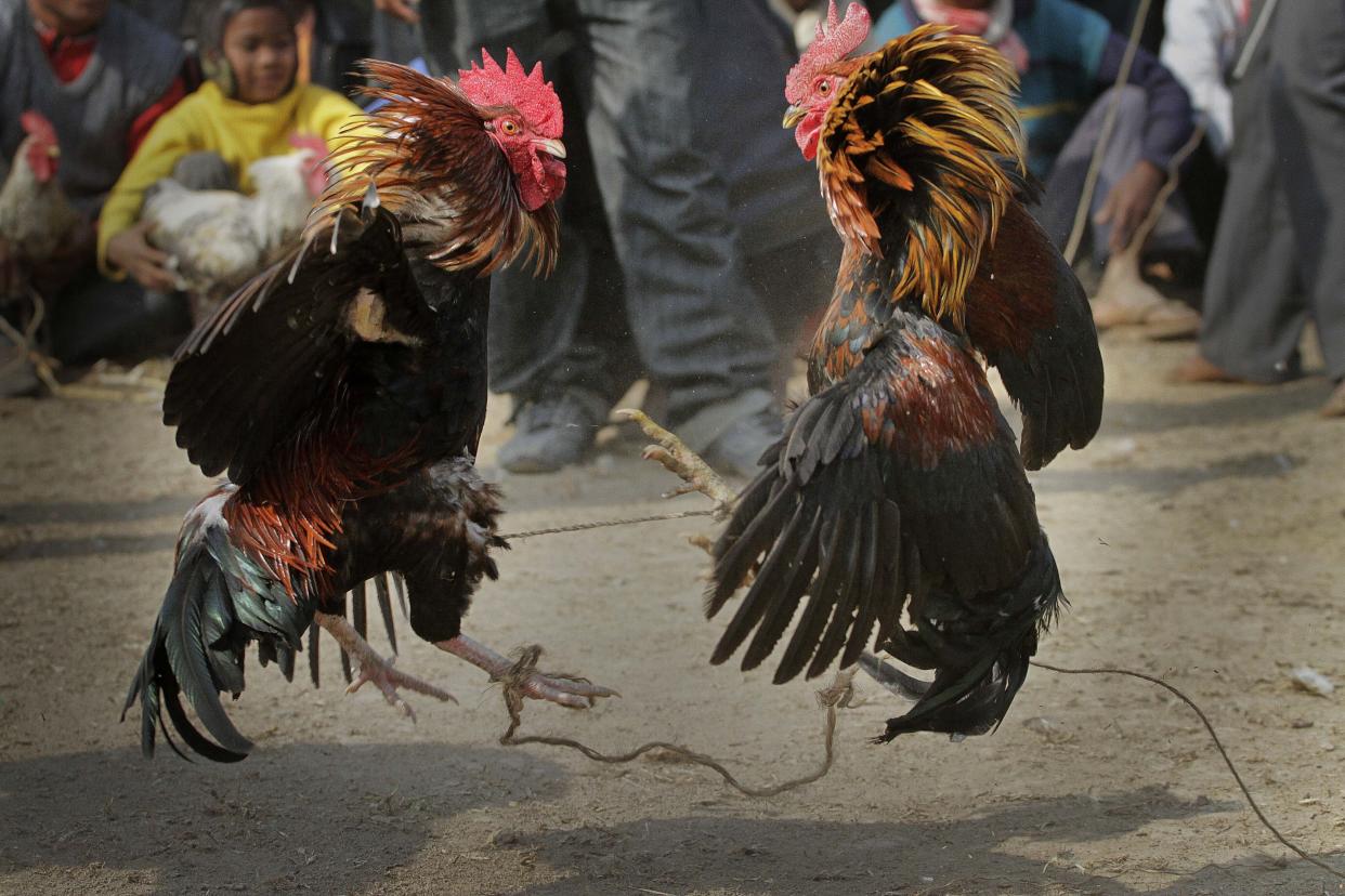 FILE- In this Jan. 21, 2011 file photo, people watch a cock fight during the Jonbeel festival in Jagiroad, about 75 kilometers (47 miles) east of Gauhati, north eastern Assam state, India. A man was killed by a rooster with a blade tied to its leg during an illegal cockfight in southern India, police said, bringing focus on a practice that continues in some Indian states despite a decades-old ban. (AP Photo/Anupam Nath, File)