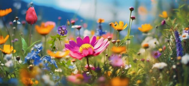 Various Flowers on a Sunny Spring Day