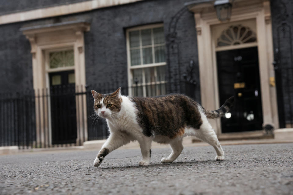 Un reportero le preguntó al gato Larry, residente en el 10 de Downing Street, si él también había pedido a Boris Johnson que dimita. (Foto: REUTERS/Phil Noble)