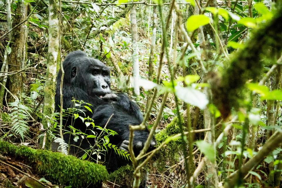 Mountain gorilla in Bwindi Impenetrable Forest National Park, Uganda, Africa