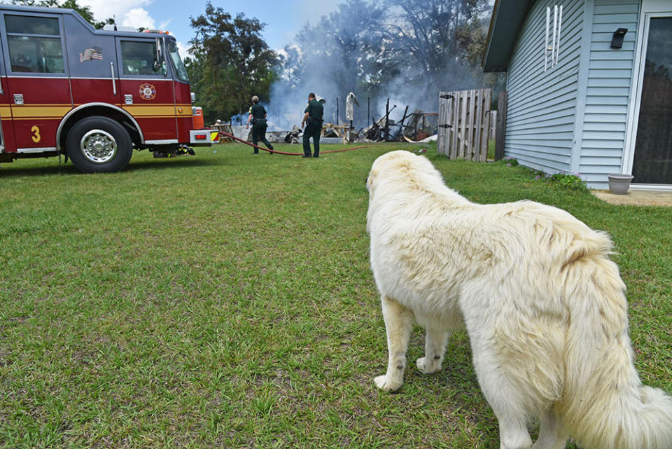 A large white dog looks on as two firefighters walk past their fire engine, which is parked on a lawn, after putting out a fire.