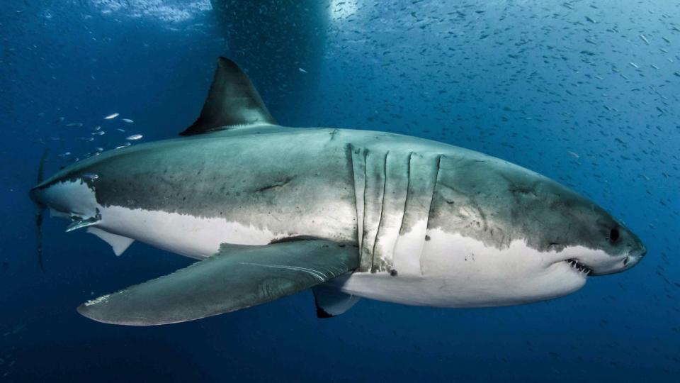 Great white shark underwater.