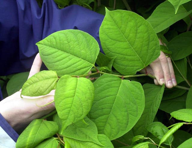 Japanese knotweed