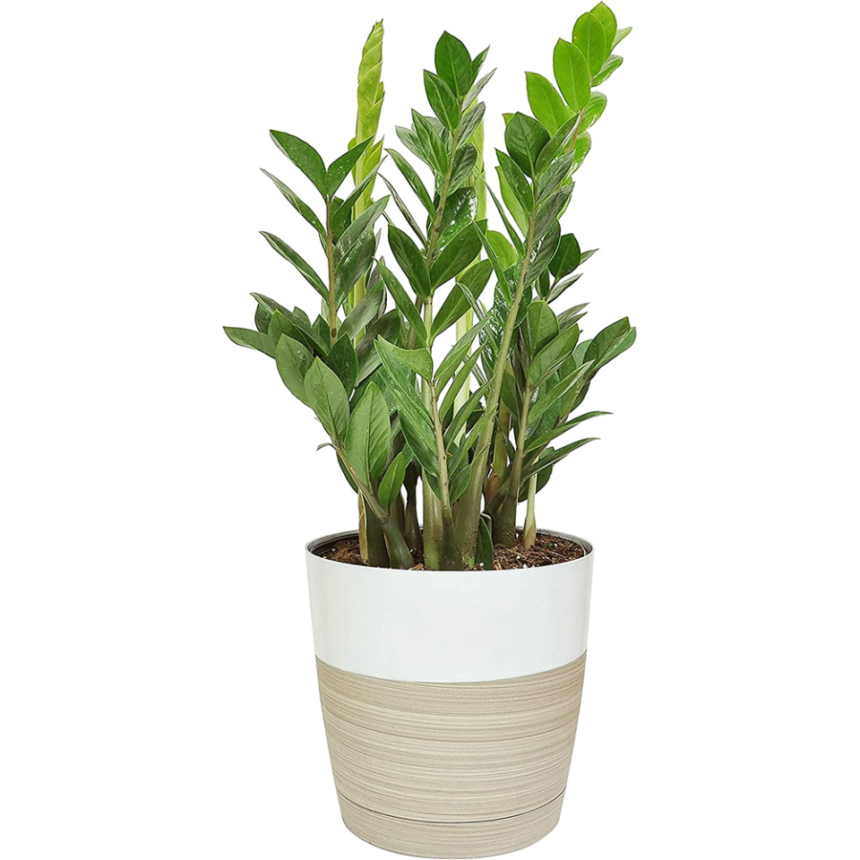 Zamioculcas Zamiifolia (ZZ Plant)