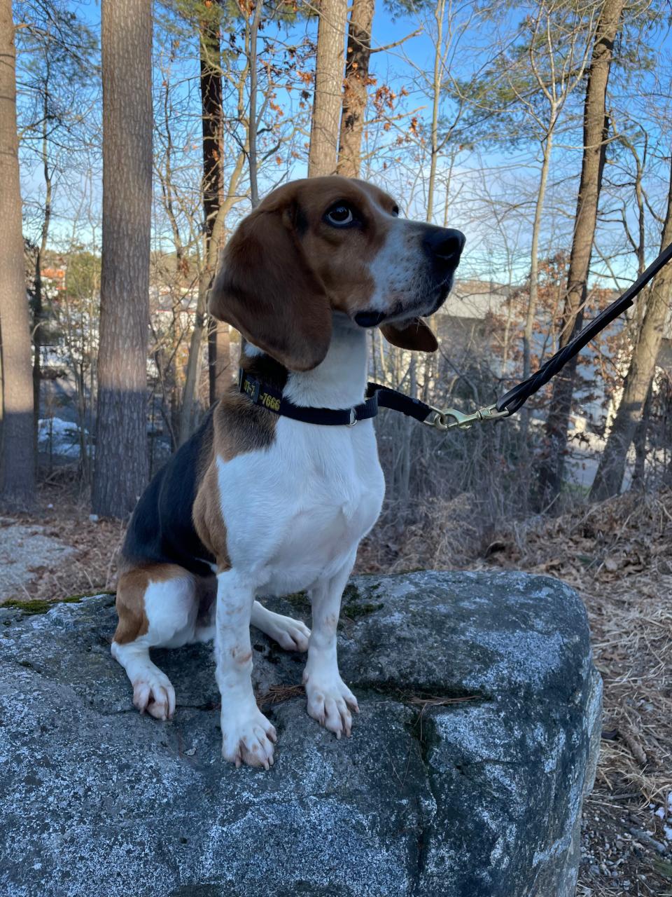 U.S. Customs and Border Patrol police dog Buddey sniffed out mummified monkeys in luggage that arrived at Boston Logan International Airport on Jan. 8, 2024.