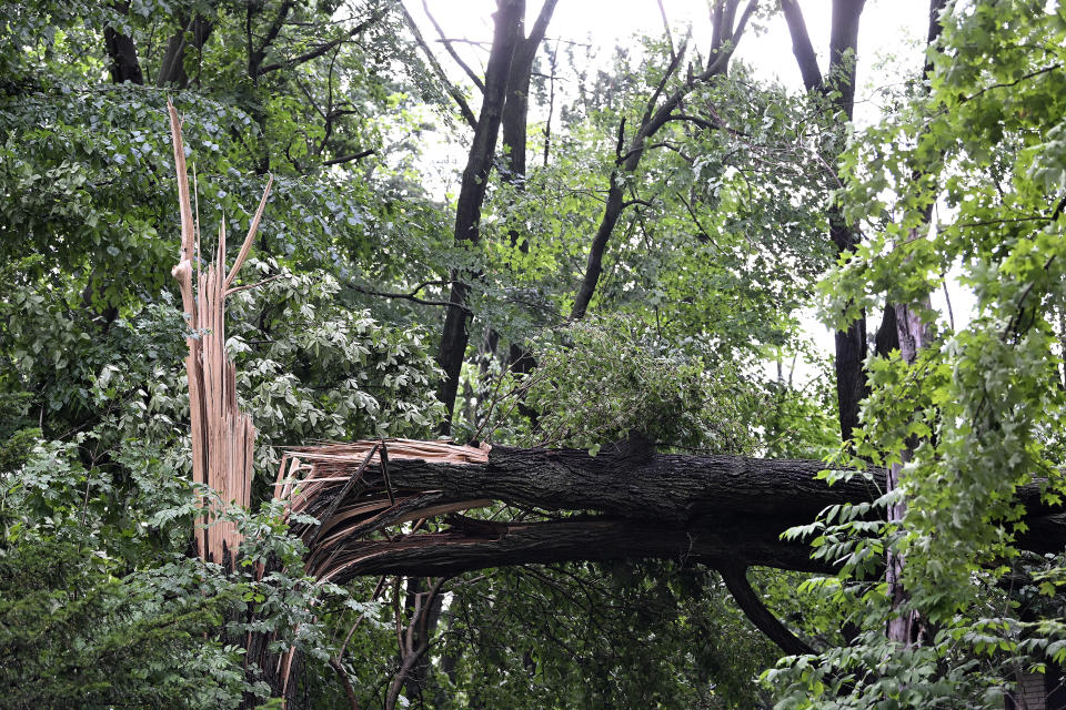 A fallen tree lays near a home on Hubbard Street after a tornado struck the area in Livonia, Mich., Wednesday, June 5, 2024. (Robin Buckson/Detroit News via AP)