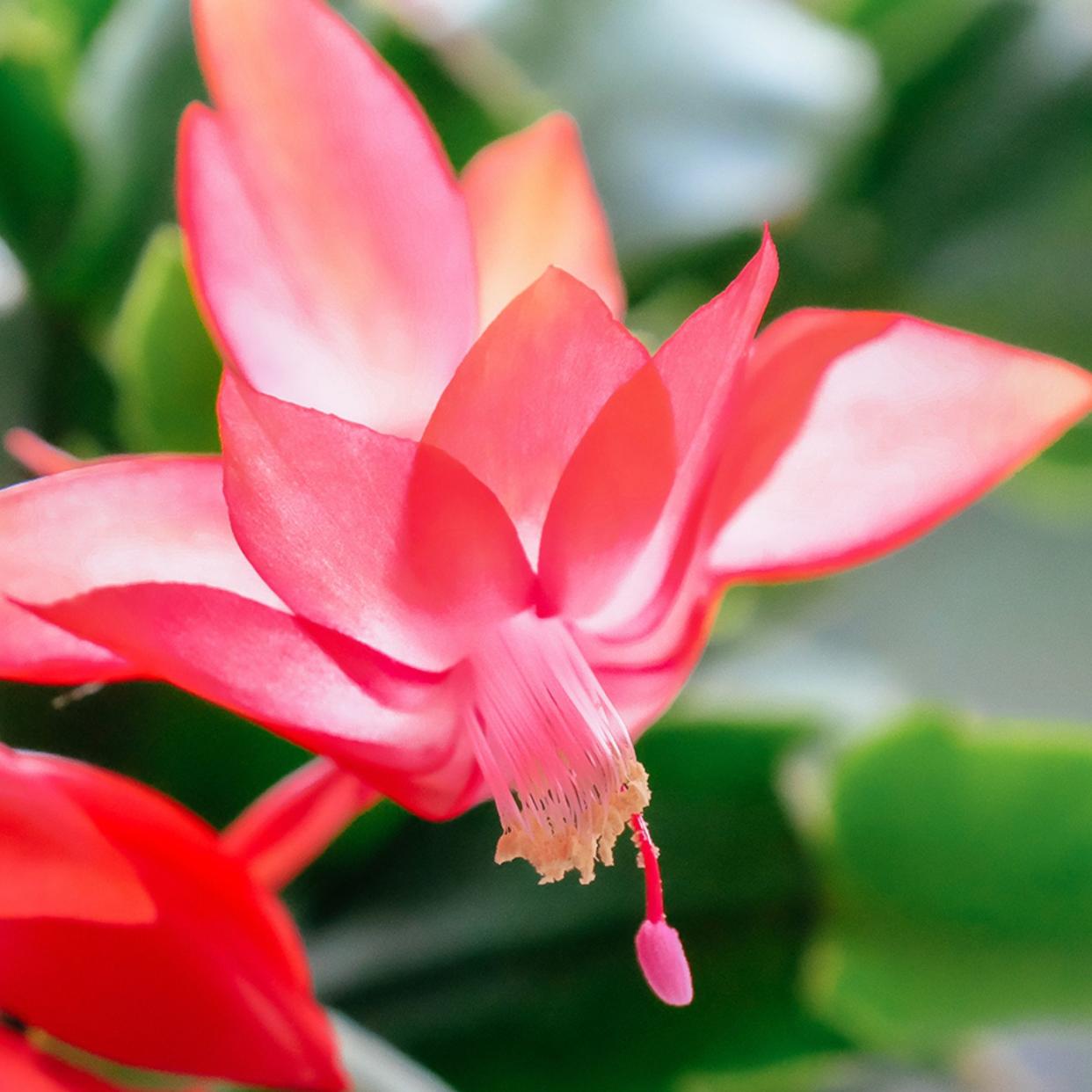  Christmas cactus problems Close up of the flower of a pink Christmas cactus. 