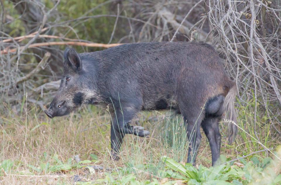 Common name: Wild boar, wild hog, feral pig, feral hog, Old World swine, razorback, Eurasian wild boar, Russian wild boar.